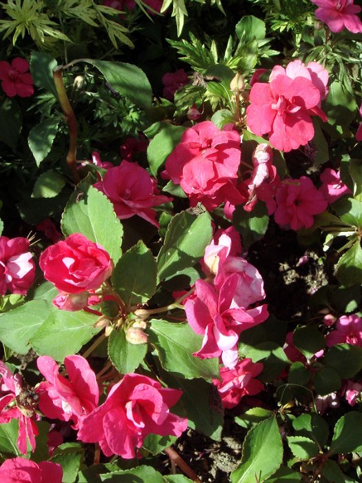 Impatiens x walleyriana 'Victorian rose'